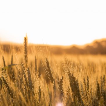 Wheat Field (Photo)