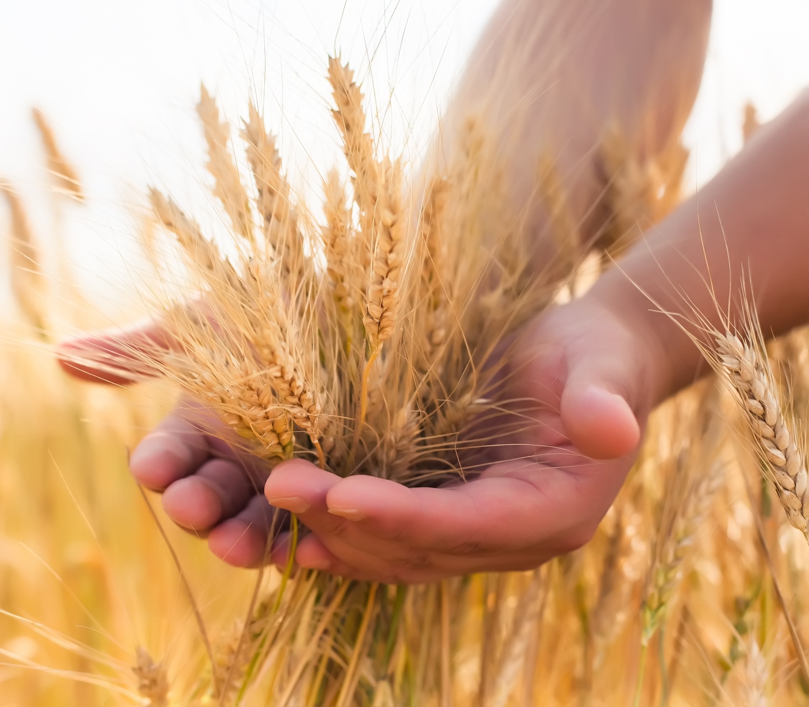 Christian Harvest Church - Wheat In Hand (Image)